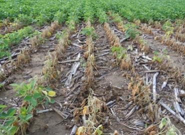 Assessing Water Damage To Emerged Soybeans